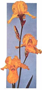 iris ola kala