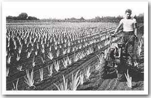 working the iris fields