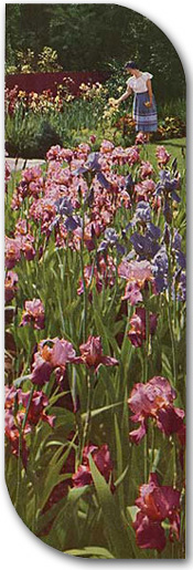 iris garden