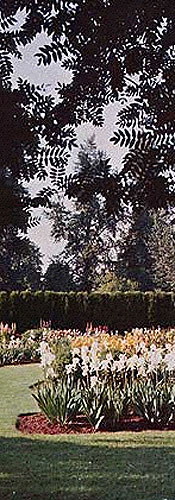 iris garden