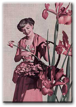 gathering irises