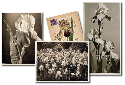 iris photos
