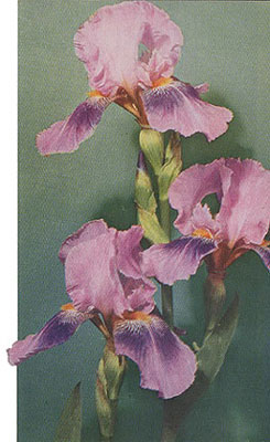 iris tally ho